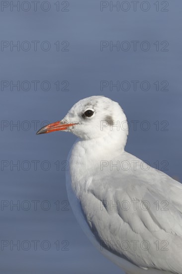 Black-headed Black-headed Gull (Chroicocephalus ridibundus), animal portrait, Lake Chiemsee, Prien,