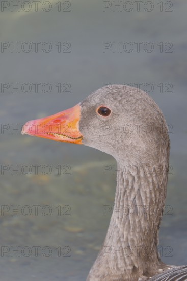 Greylag goose (Anser anser) swimming on the water, animal portrait, Chiemsee, Prien, Bavaria,