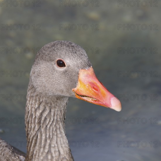 Greylag goose (Anser anser) swimming on the water, animal portrait, Chiemsee, Prien, Bavaria,
