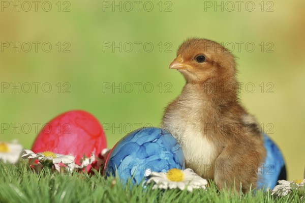 Domestic chicken (Gallus gallus domesticus), chicken chicks with colourful Easter eggs, Easter,