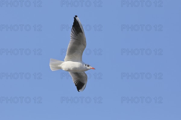 Black-headed Black-headed Gull (Chroicocephalus ridibundus), in flight, Lake Chiemsee, Prien,