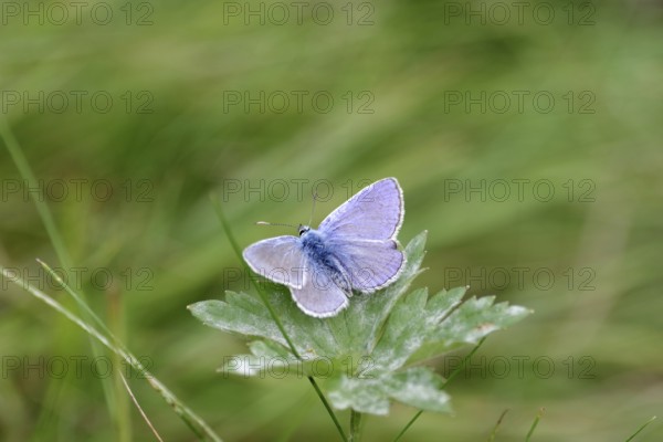 Blue butterfly (Polyommatus icarus), male, blue wings, meadow, colourful, pretty, Germany, The