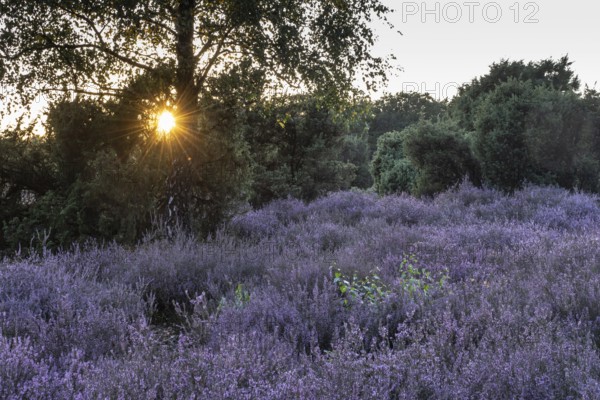 Heath landscape with heather (Calluna vulgaris) and juniper (Juniperus communis), Emsland, Lower