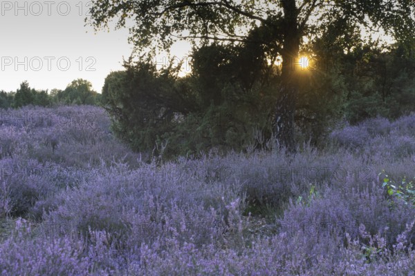 Heath landscape with heather (Calluna vulgaris) and juniper (Juniperus communis), Emsland, Lower