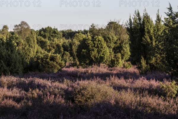 Heath landscape with heather (Calluna vulgaris) and juniper (Juniperus communis), Emsland, Lower