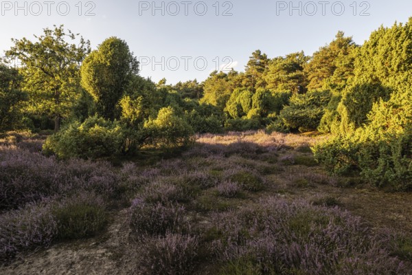 Heath landscape with heather (Calluna vulgaris) and juniper (Juniperus communis), Emsland, Lower