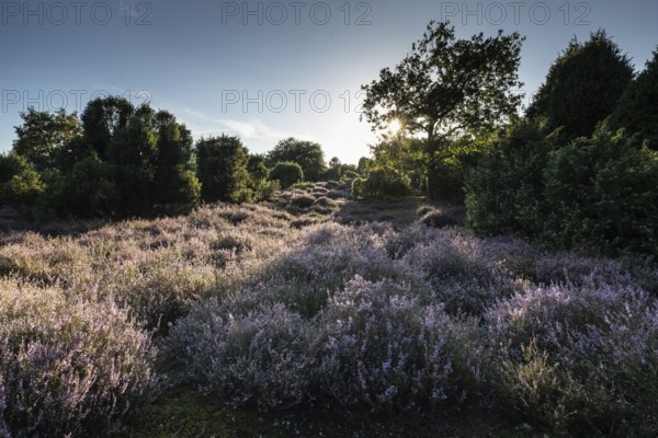 Heath landscape with heather (Calluna vulgaris) and juniper (Juniperus communis), Emsland, Lower
