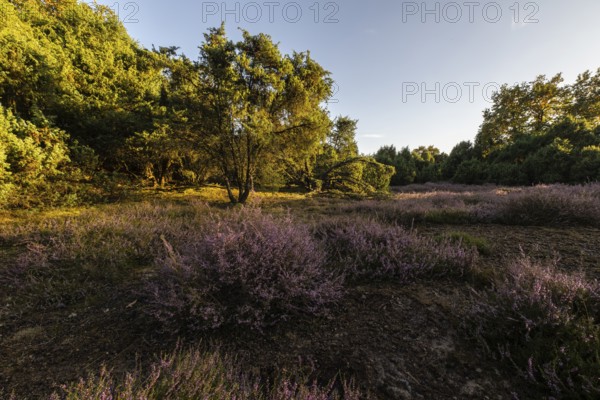 Heath landscape with heather (Calluna vulgaris) and juniper (Juniperus communis), Emsland, Lower