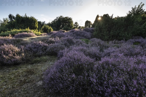 Heath landscape with heather (Calluna vulgaris) and juniper (Juniperus communis), Emsland, Lower
