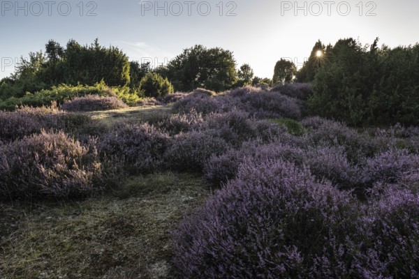 Heath landscape with heather (Calluna vulgaris) and juniper (Juniperus communis), Emsland, Lower