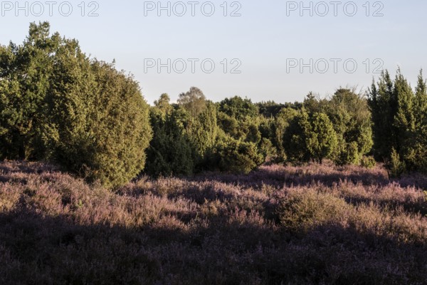 Heath landscape with heather (Calluna vulgaris) and juniper (Juniperus communis), Emsland, Lower