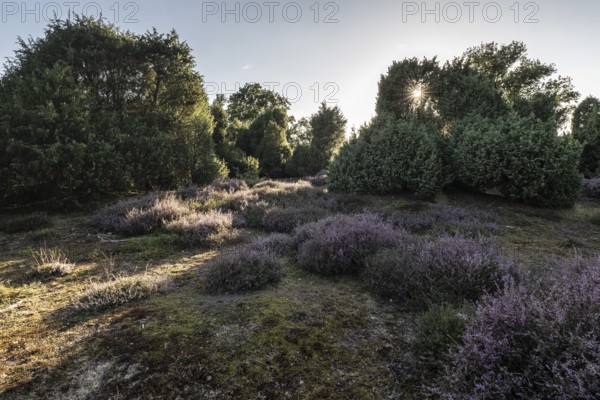 Heath landscape with heather (Calluna vulgaris) and juniper (Juniperus communis), Emsland, Lower