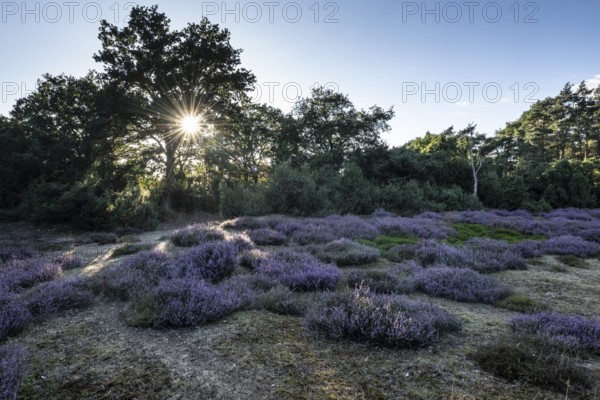 Heath landscape with heather (Calluna vulgaris) and juniper (Juniperus communis), Emsland, Lower