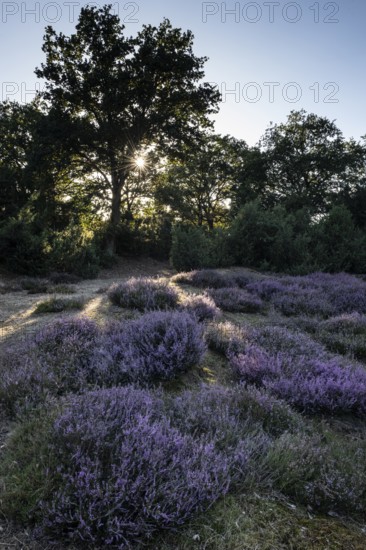 Heath landscape with heather (Calluna vulgaris) and juniper (Juniperus communis), Emsland, Lower