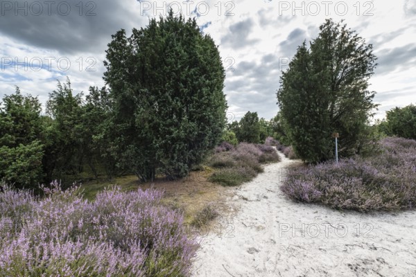 Heath landscape with heather (Calluna vulgaris) and juniper (Juniperus communis), Emsland, Lower