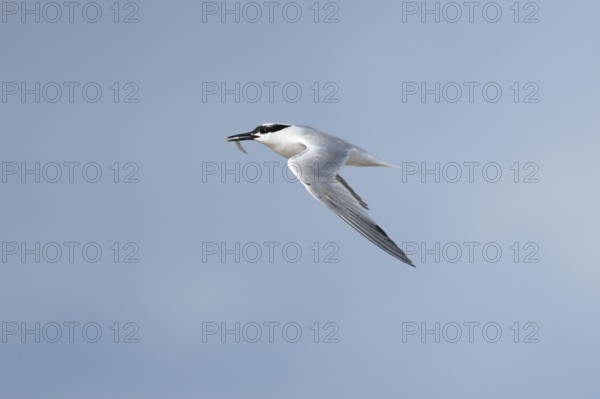 Sandwich tern (Thalasseus sandvicensis) adult bird with a fish in its beak in flight, England,