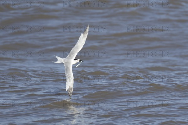 Sandwich tern (Thalasseus sandvicensis) adult bird with a fish in its beak in flight over the sea,