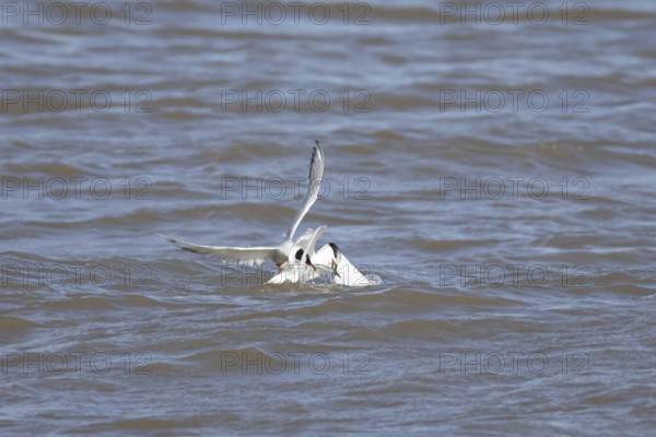 Common tern (Sterna hirundo) and Sandwich tern (Thalasseus sandvicensis) adult birds fighting over