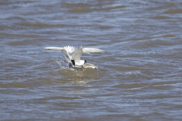Common tern (Sterna hirundo) and Sandwich tern (Thalasseus sandvicensis) adult birds fighting over