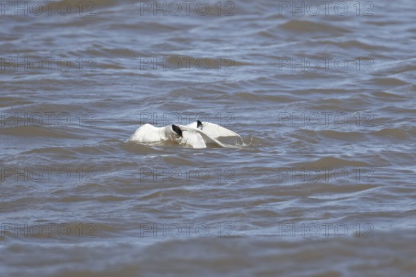 Common tern (Sterna hirundo) and Sandwich tern (Thalasseus sandvicensis) adult birds fighting over