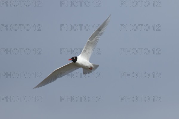 Mediterranean gull (Ichthyaetus melanocephalus) adult bird in flight in a blue sky, England, United