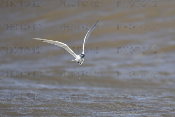 Sandwich tern (Thalasseus sandvicensis) adult bird with a fish in its beak in flight over the sea,