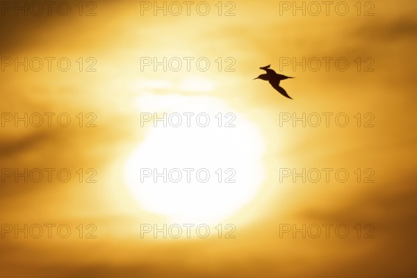 Sandwich tern (Thalasseus sandvicensis) silhouette of an adult bird in flight at sunset, England,
