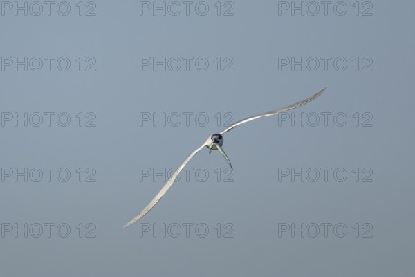 Sandwich tern (Thalasseus sandvicensis) adult bird with a fish in its beak in flight, England,