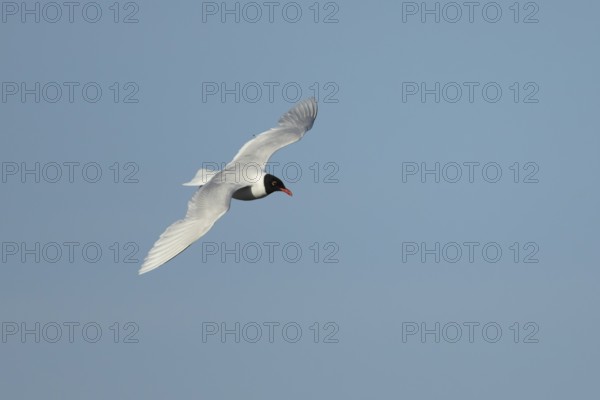 Mediterranean gull (Ichthyaetus melanocephalus) adult bird in flight in a blue sky, England, United
