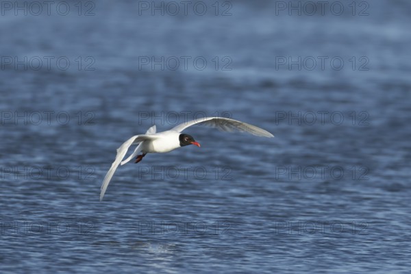 Mediterranean gull (Ichthyaetus melanocephalus) adult bird in flight, England, United Kingdom
