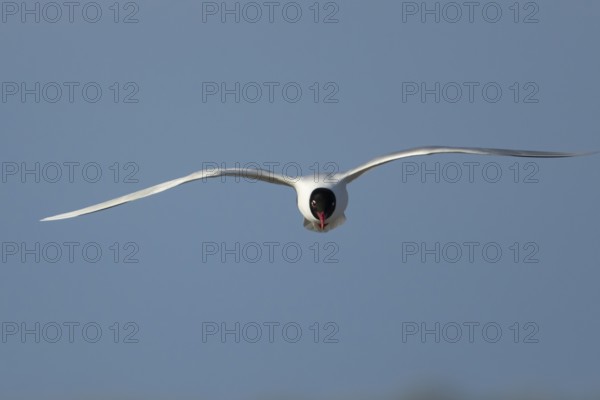 Mediterranean gull (Ichthyaetus melanocephalus) adult bird in flight in a blue sky, England, United
