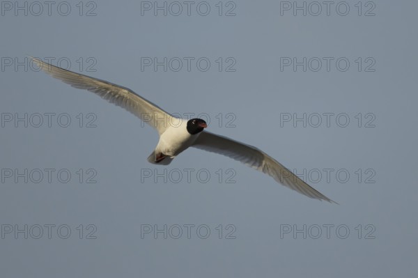 Mediterranean gull (Ichthyaetus melanocephalus) adult bird in flight in a blue sky, England, United