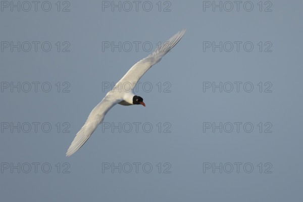 Mediterranean gull (Ichthyaetus melanocephalus) adult bird in flight in a blue sky, England, United