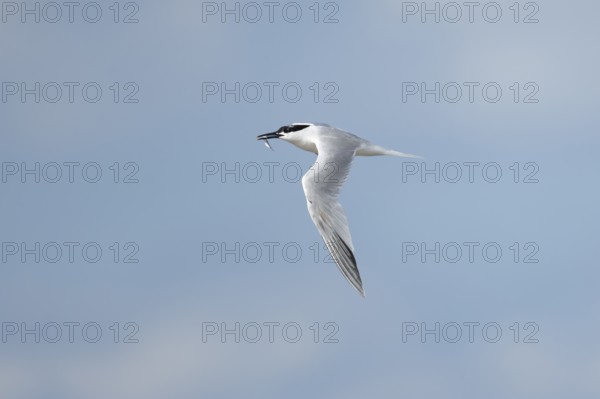 Sandwich tern (Thalasseus sandvicensis) adult bird with a fish in its beak in flight, England,