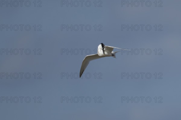 Sandwich tern (Thalasseus sandvicensis) adult bird preening in flight in a blue sky, England,