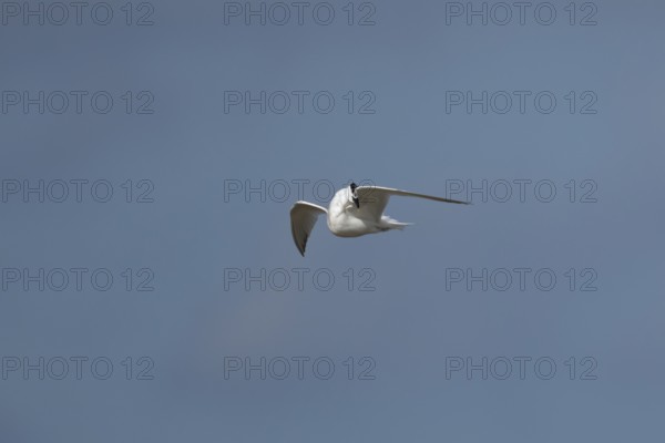 Sandwich tern (Thalasseus sandvicensis) adult bird preening in flight in a blue sky, England,