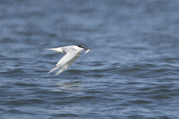 Sandwich tern (Thalasseus sandvicensis) adult bird with a fish in its beak in flight over the sea,