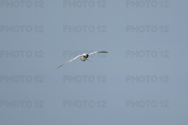 Sandwich tern (Thalasseus sandvicensis) adult bird preening in flight in a blue sky, England,