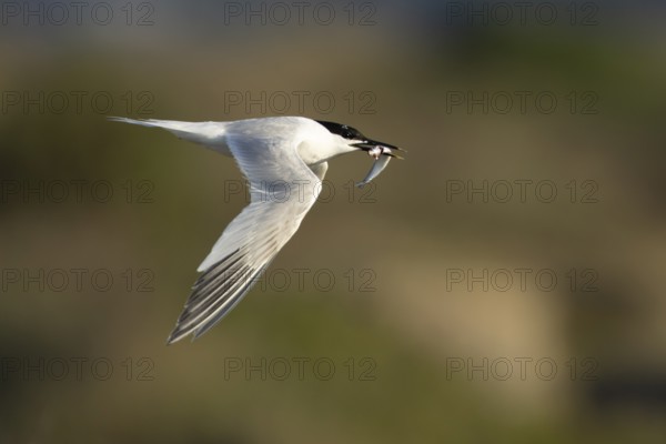 Sandwich tern (Thalasseus sandvicensis) adult bird with a fish in its beak in flight, England,