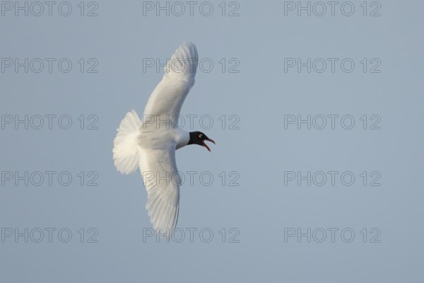 Mediterranean gull (Ichthyaetus melanocephalus) adult bird in flight in a blue sky, England, United