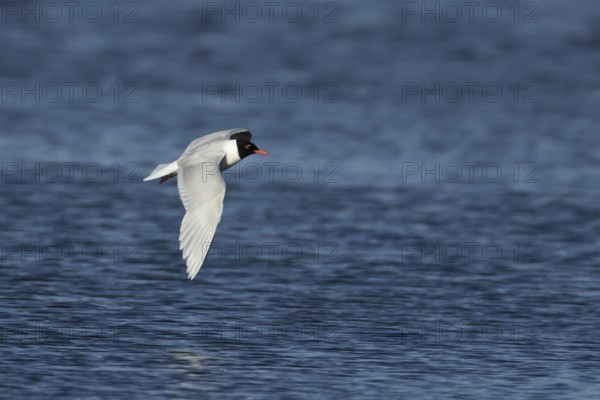 Mediterranean gull (Ichthyaetus melanocephalus) adult bird in flight in a blue sky, England, United