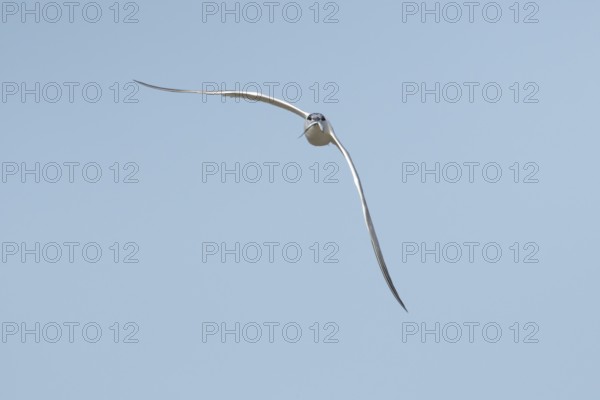 Sandwich tern (Thalasseus sandvicensis) adult bird with a fish in its beak flying, England, United