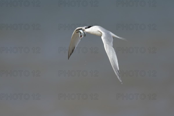 Sandwich tern (Thalasseus sandvicensis) adult bird with a fish in its beak in flight over the sea,