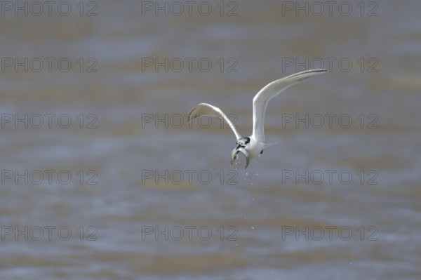 Sandwich tern (Thalasseus sandvicensis) adult bird with a fish in its beak in flight over the sea,