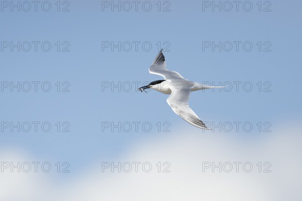Sandwich tern (Thalasseus sandvicensis) adult bird with a fish in its beak flying, England, United