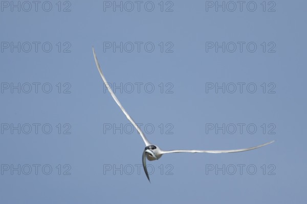 Sandwich tern (Thalasseus sandvicensis) adult bird with a fish in its beak flying, England, United