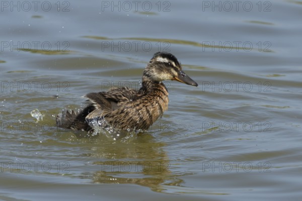 Mallard duck (Anas platyrhynchos) juvenile baby duckling bird bathing on a lake, England, United