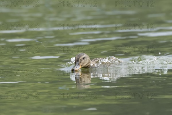 Mallard duck (Anas platyrhynchos) adult female bird chasing damselflies on a lake, England, United