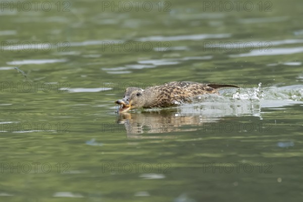 Mallard duck (Anas platyrhynchos) adult female bird chasing damselflies on a lake, England, United