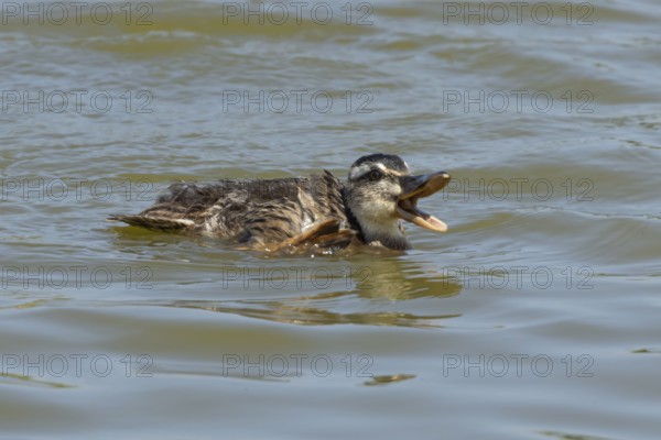 Mallard duck (Anas platyrhynchos) juvenile baby duckling bird quacking on a lake, England, United
